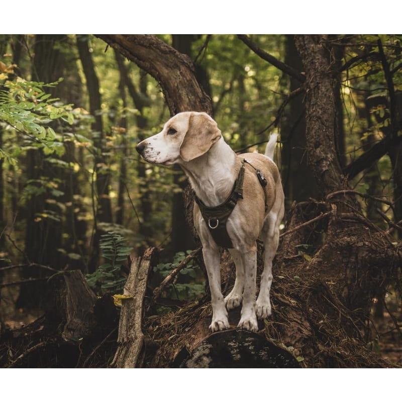 Szelki guard dla psa Truelove Adventure Dog zielony-khaki XS 6 Full Screen