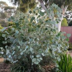 Nasiona Eukaliptus srebrny - 5 nasion eukaliptusa - Miniaturka zdjęcia nr 2