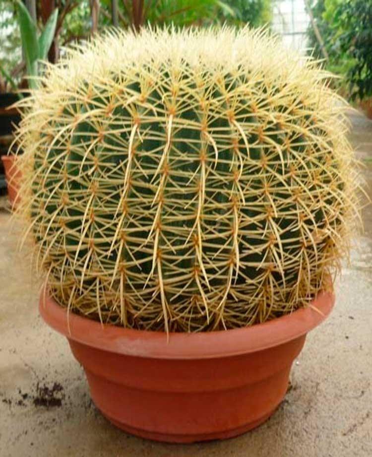 Zestaw do uprawy Kaktus Fotel Teściowej nasiona - komplet 5 nasion doniczka podłoże 3 Full Screen