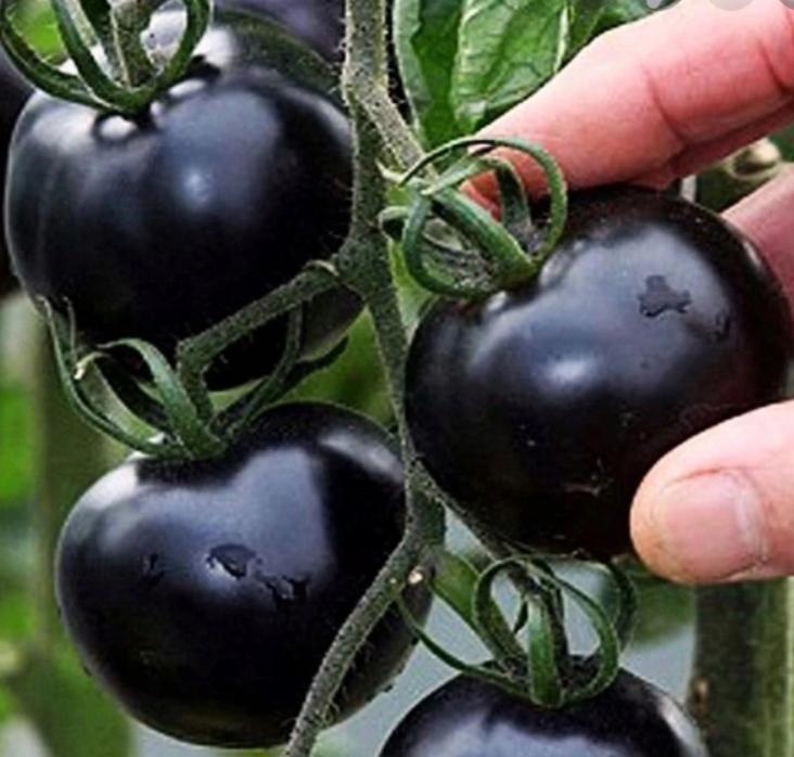 Pomidor gruntowy blackball czarny - nasiona komplet 10 nasion 1 Full Screen