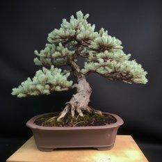 Nasiona drzewka Bonsai świerk srebrny 5 - nasion świerku srebrnego - Miniaturka zdjęcia nr 1