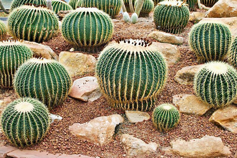 Kaktus Fotel teściowej kulisty - 5 nasion kaktusa  nr. 4