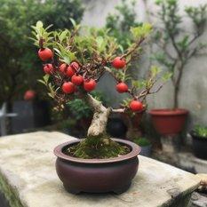 Nasiona drzewka Bonsai Granatowiec Granat - 5 nasion granatu - Miniaturka zdjęcia nr 1