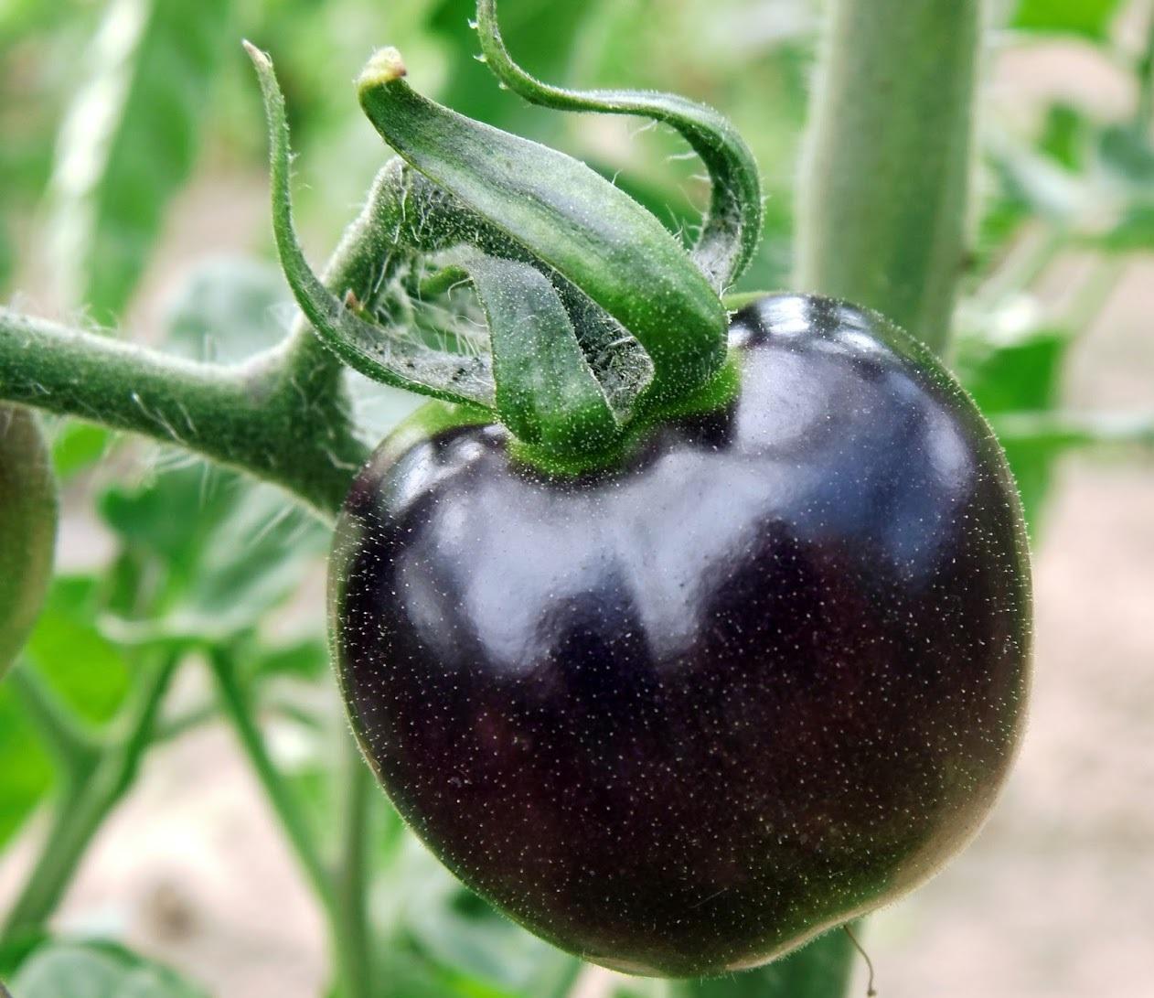 Pomidor gruntowy blackball czarny - nasiona komplet 10 nasion 2 Full Screen