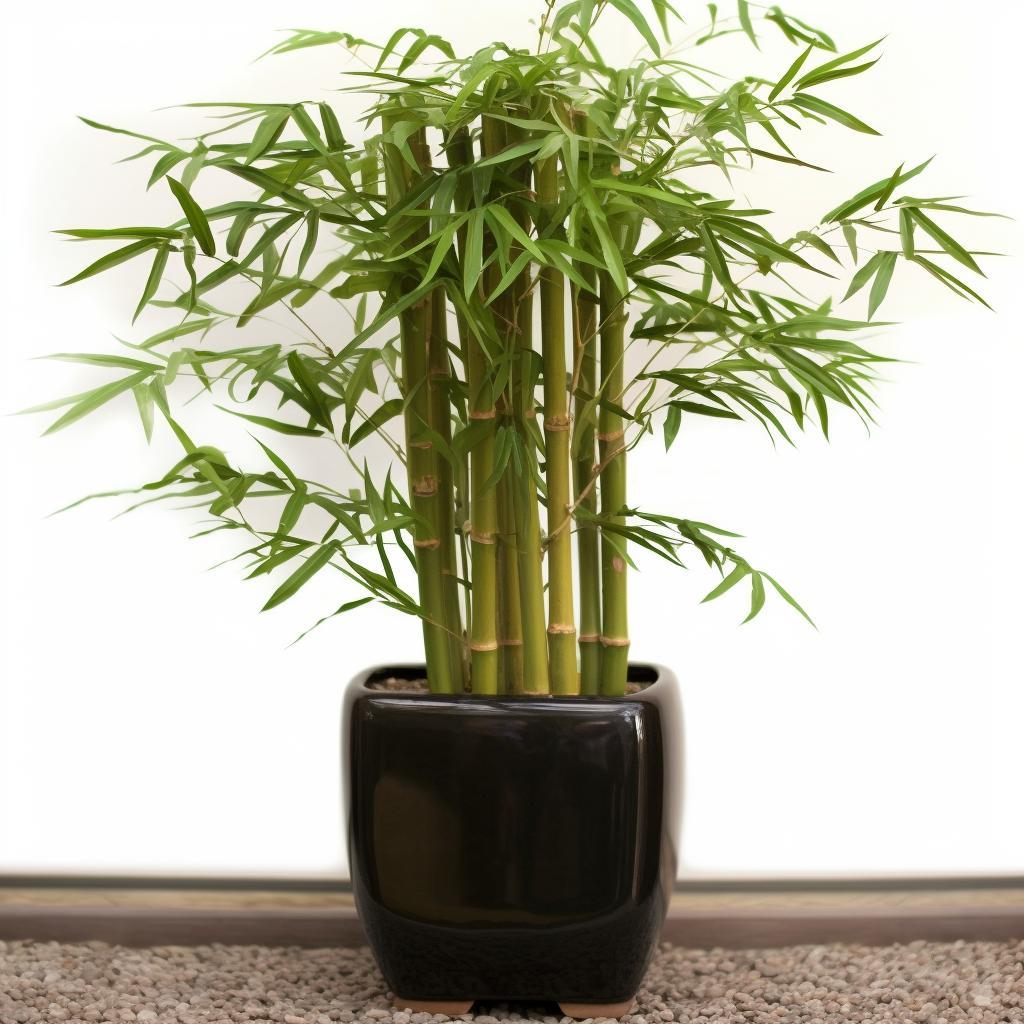 Zestaw do uprawy Bambus Mrozoodporny - 20 C roślina - komplet 2 nasion doniczka podłoże nr. 5