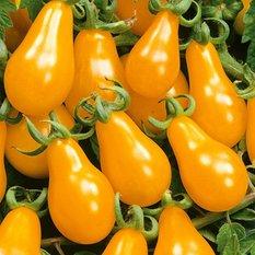Nasiona Pomidora koktajlowego Perun - 10 nasion pomidorów koktajlowych  - Miniaturka zdjęcia nr 1
