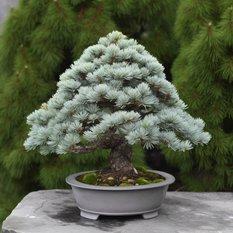Nasiona drzewka Bonsai świerk srebrny 5 - nasion świerku srebrnego - Miniaturka zdjęcia nr 3