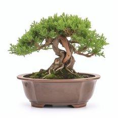 Szydlica Japońska egzotyczne bonsai - nasiona komplet 5 nasion 