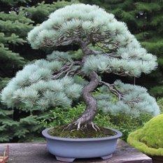 Nasiona drzewka Bonsai świerk srebrny 5 - nasion świerku srebrnego - Miniaturka zdjęcia nr 2