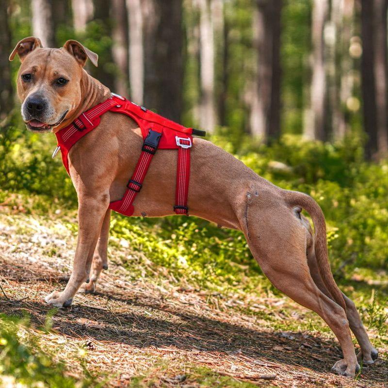 Szelki antyucieczkowe dla psa Truelove Hiking czerwone L 1 Full Screen