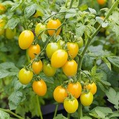 Nasiona Pomidora koktajlowego Perun - 10 nasion pomidorów koktajlowych  - Miniaturka zdjęcia nr 3