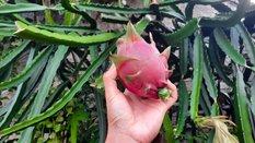 Nasiona Pitaja smoczy owoc - 5 nasion czerwonej Pitaji - Miniaturka zdjęcia nr 2