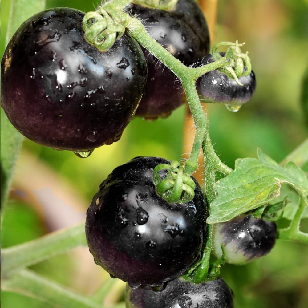 Zestaw do Uprawy Pomidor Gruntowy Blackball czarny - komplet 10 nasion doniczka podłoże 2 Full Screen