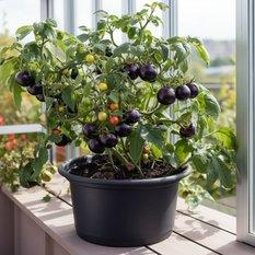 Pomidor gruntowy blackball czarny - nasiona komplet 10 nasion