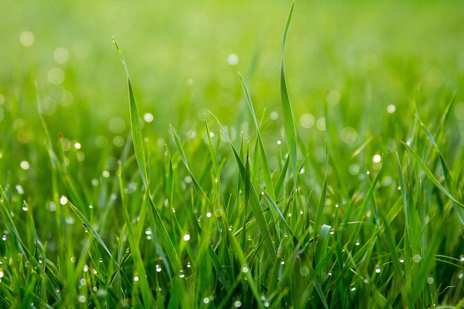 Świeca Sojowa Aromma - Fresh Cut Grass 120 ml - zapach świeżo ściętej trawy!  1 Full Screen